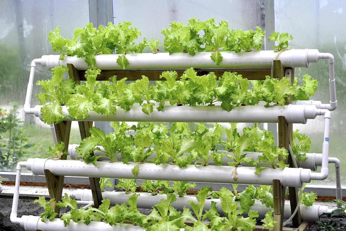 What Plants Grow Best In A Hydroponic System At Jimmy Kujawa Blog What Plants Grow Best In A Hydroponic System At Jimmy Kujawa Blog