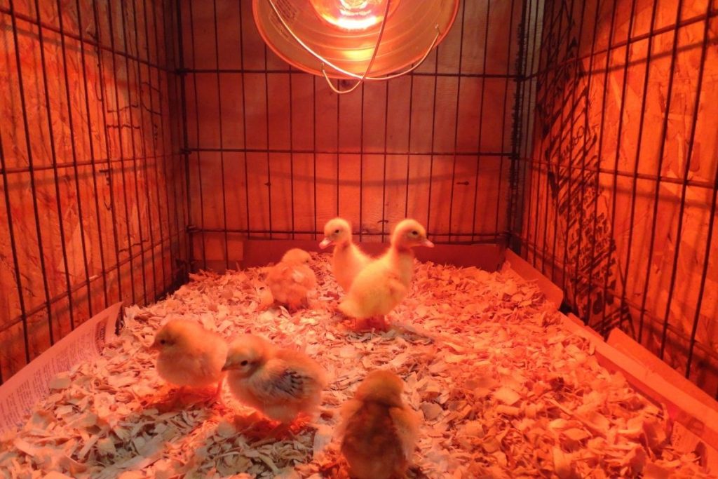 chicken in coops with heat lamp