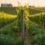Golden-hour view of healthy grapevines and cover crops in a biodynamic vineyard with trellises and distant farm buildings.
