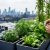 Close-up view of leafy green plants in rooftop planters and a compact hydroponic system with tubing, with a gardener’s hands adjusting herbs and a blurred city skyline in the background.