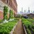 Urban farm in Detroit with lush green raised beds and hydroponic growing towers near a repurposed warehouse, under soft daylight.